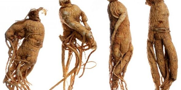 Ginseng Wurzel, um den Penis zu erhöhen